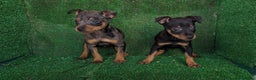 Pinscher Miniatura perros en venta: Pinscher miniaturas  - Anuncio 4
