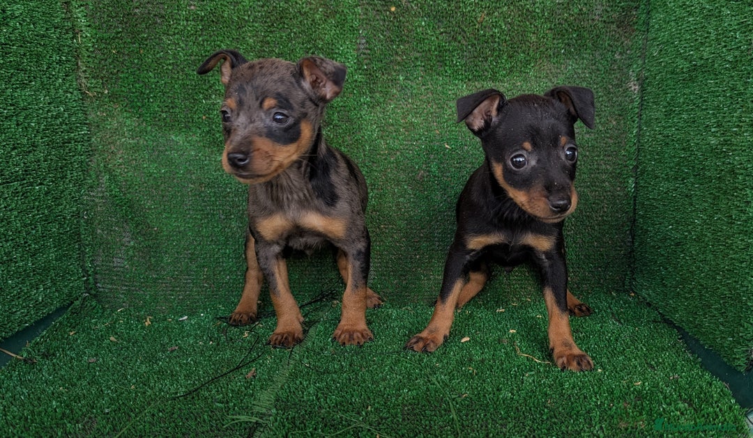 Pinscher Miniatura perros en venta: Pinscher miniaturas  - Anuncio 4