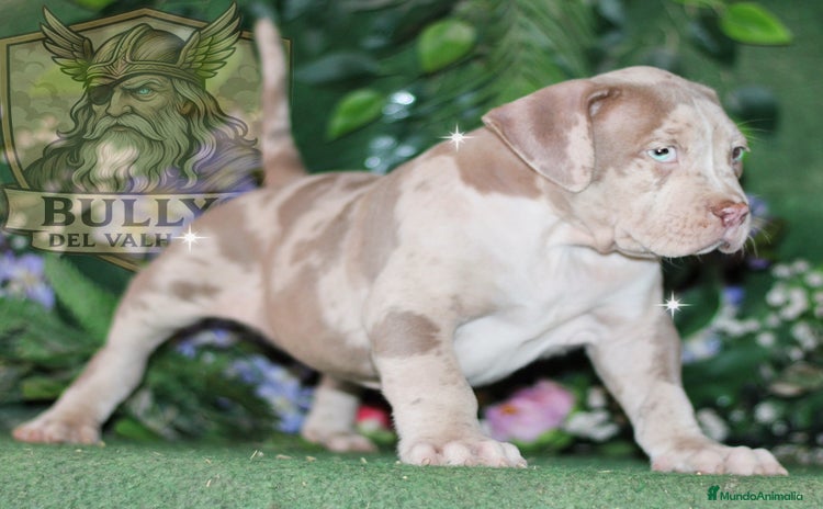 American Bully perros - Anuncio 1