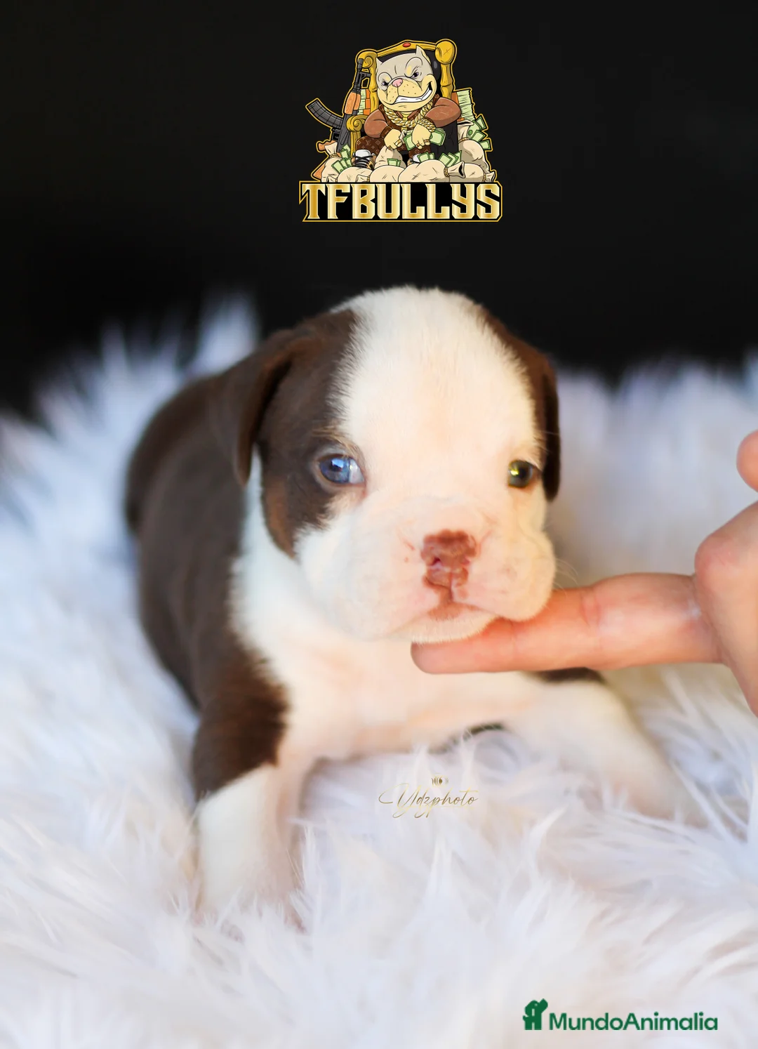 American Bully perros en venta: Hembra American Bully tricolor chocolate en Cantabria - Anuncio 3