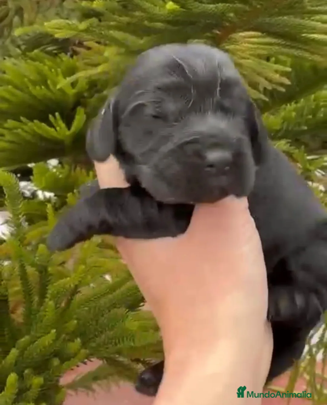 Cocker Spaniel Americano perros en venta: Cocker - Anuncio 2