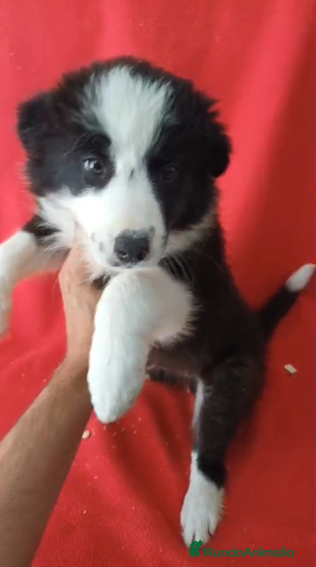Border Collie perros en venta: Border Collie Blanco y Negro  - Imagen 1