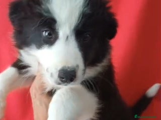 Border Collie perros - Anuncio 13