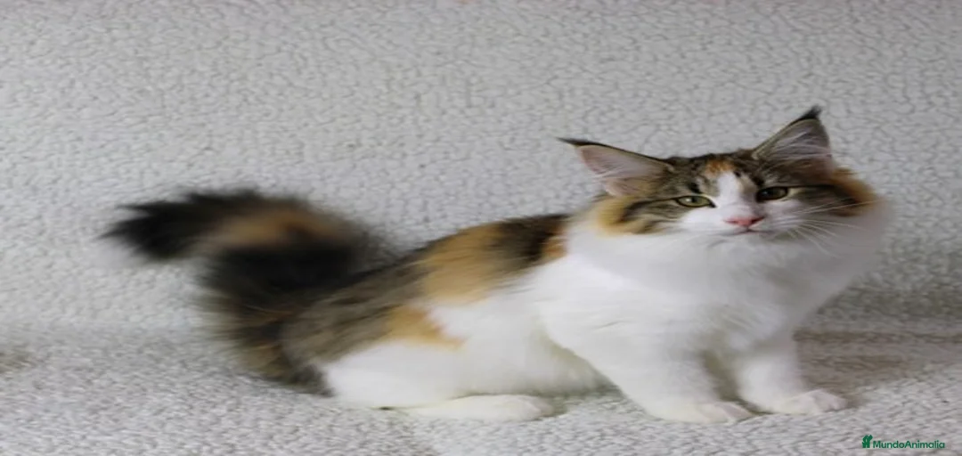 Imagen de galería {{count}}