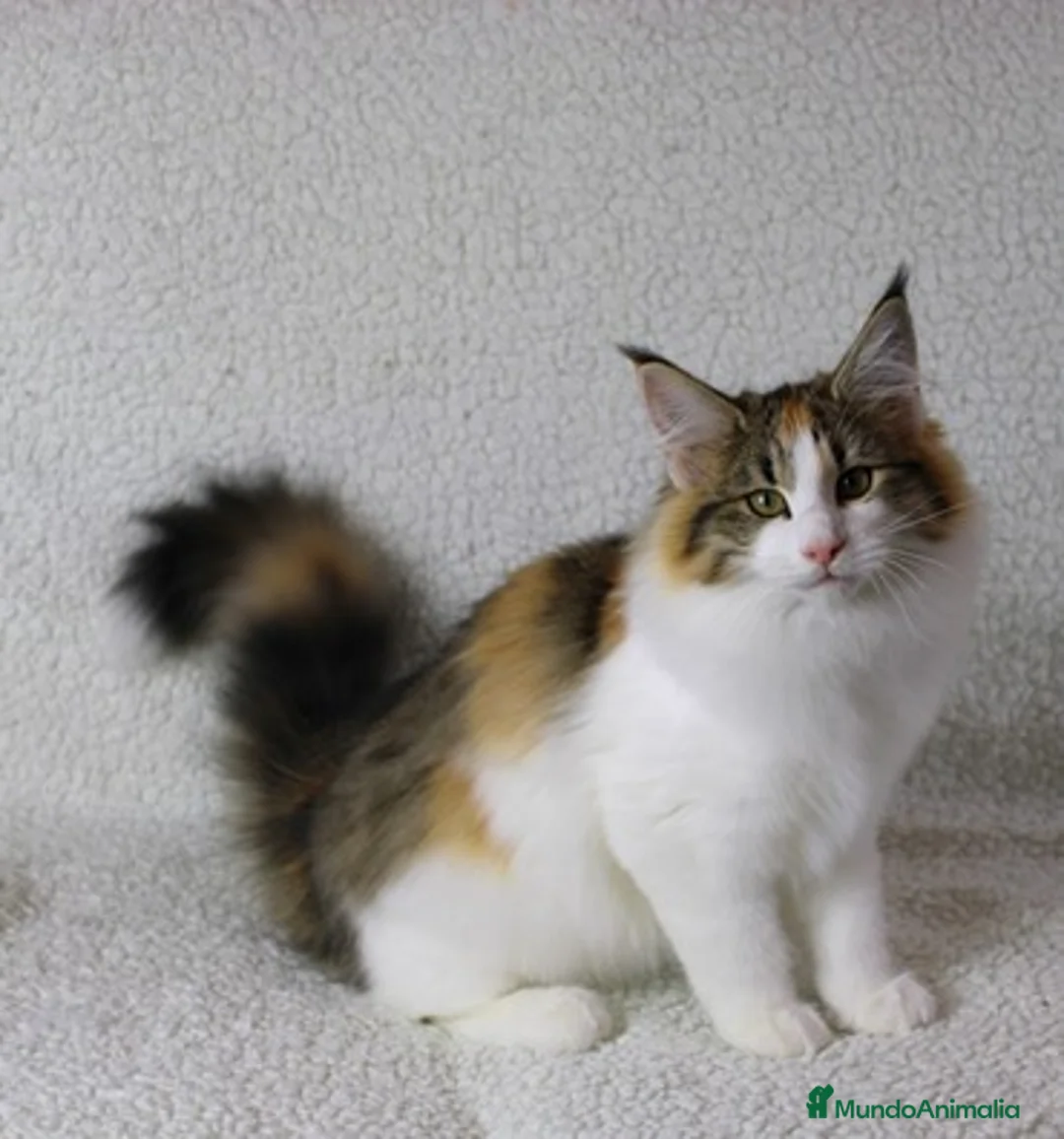 Imagen de galería {{count}}