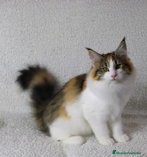 Imagen de galería {{count}}