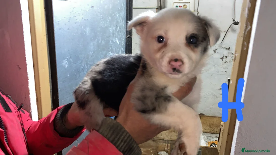 Border Collie perros en venta: Border collie  - Anuncio 2