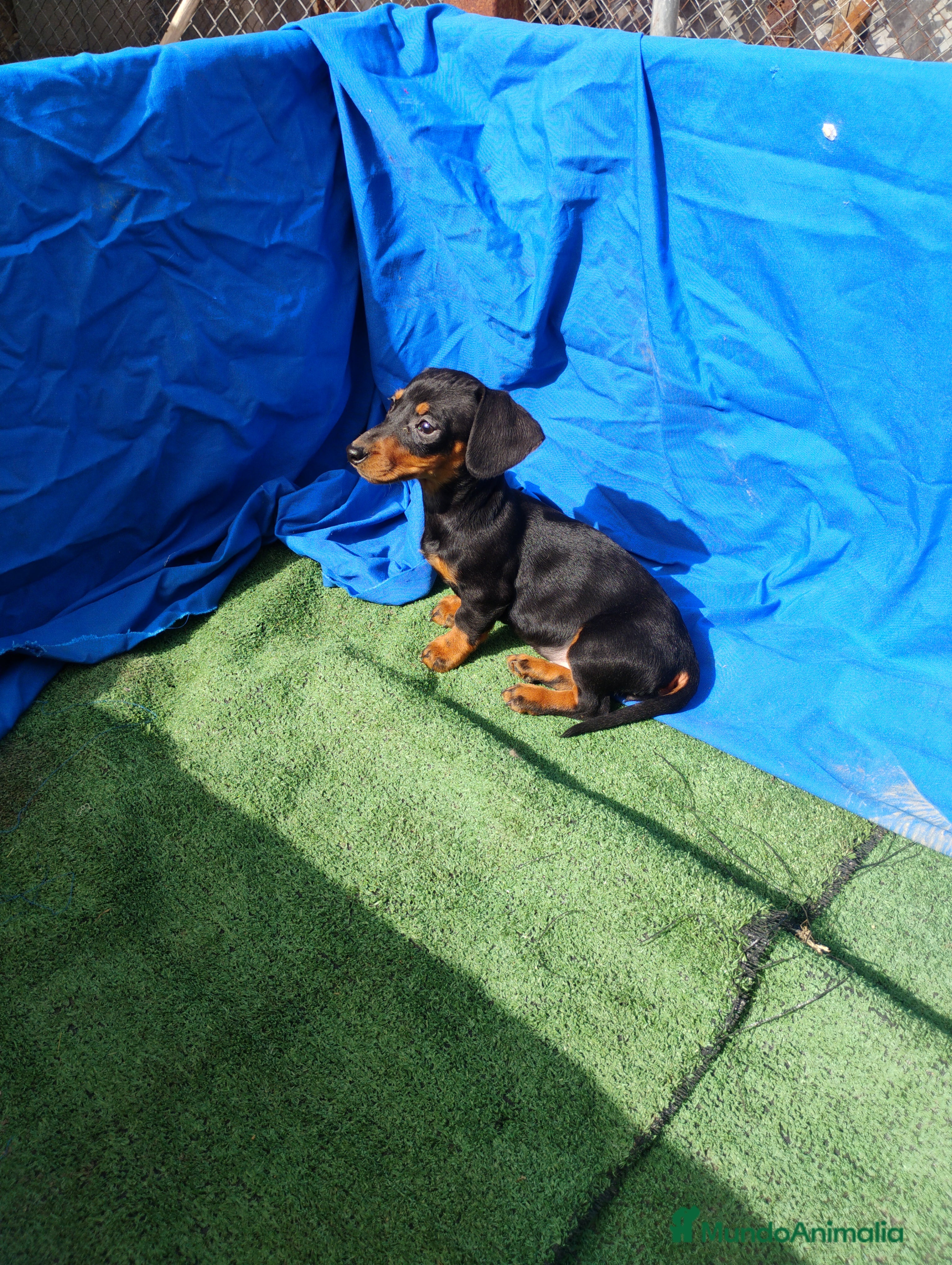 Teckel Miniatura perros Hembra teckel negro y fuego  - Anuncio 17