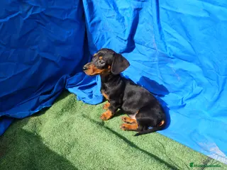 Teckel Miniatura perros Hembra teckel negro y fuego - Anuncio 17