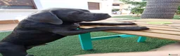 Cane Corso perros en venta: Cachorro de Cane Corso  - Anuncio 4