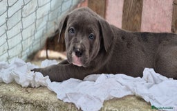 American Bully perros en venta: American Bully Pocket - Imagen 1