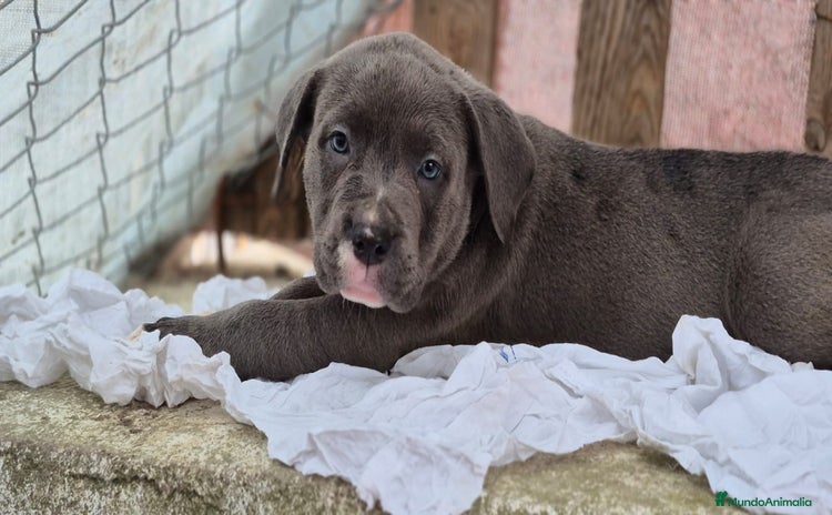 American Bully perros - Anuncio 1