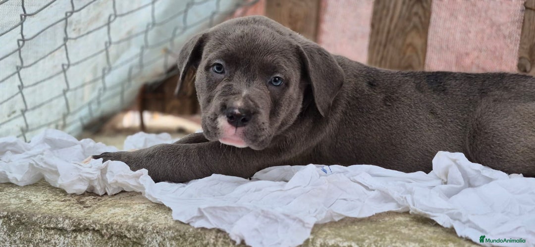 American Bully perros en venta: American Bully Pocket - Imagen 1