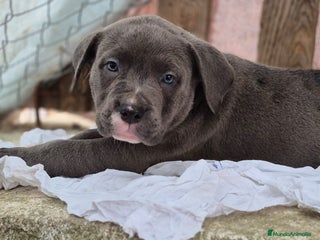 American Bully perros - Anuncio 3