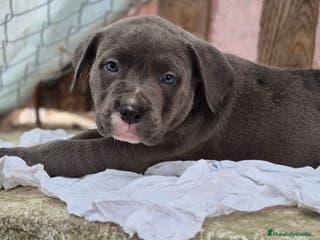 American Bully perros American Bully Pocket - Anuncio 15