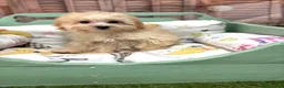 Maltipoo perros en venta: Maltipoo toy listo para entregar !!! - Anuncio 7