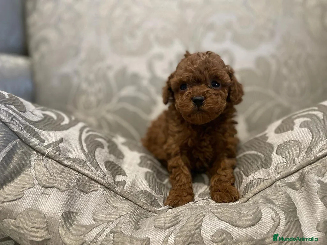 Caniche Toy perros en venta: caniche toy rojo en Guipúzcoa - Anuncio 2