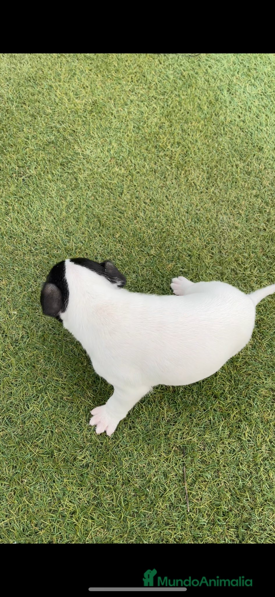 Ratonero Bodeguero Andaluz perros Ratonero bodeguero andaluz  - Anuncio 1