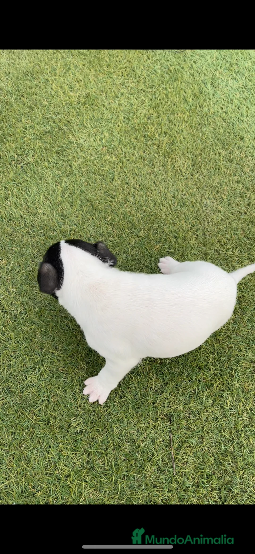 Ratonero Bodeguero Andaluz perros en venta: Ratonero bodeguero andaluz  - Anuncio 1