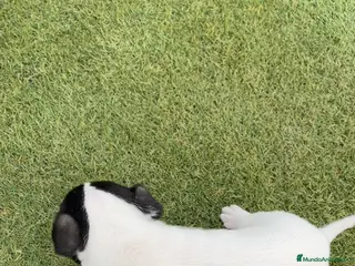 Ratonero Bodeguero Andaluz perros Ratonero bodeguero andaluz - Anuncio 1