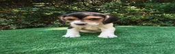 Beagle perros en venta: Cachorros de beagle tricolor  en Madrid - Anuncio 3