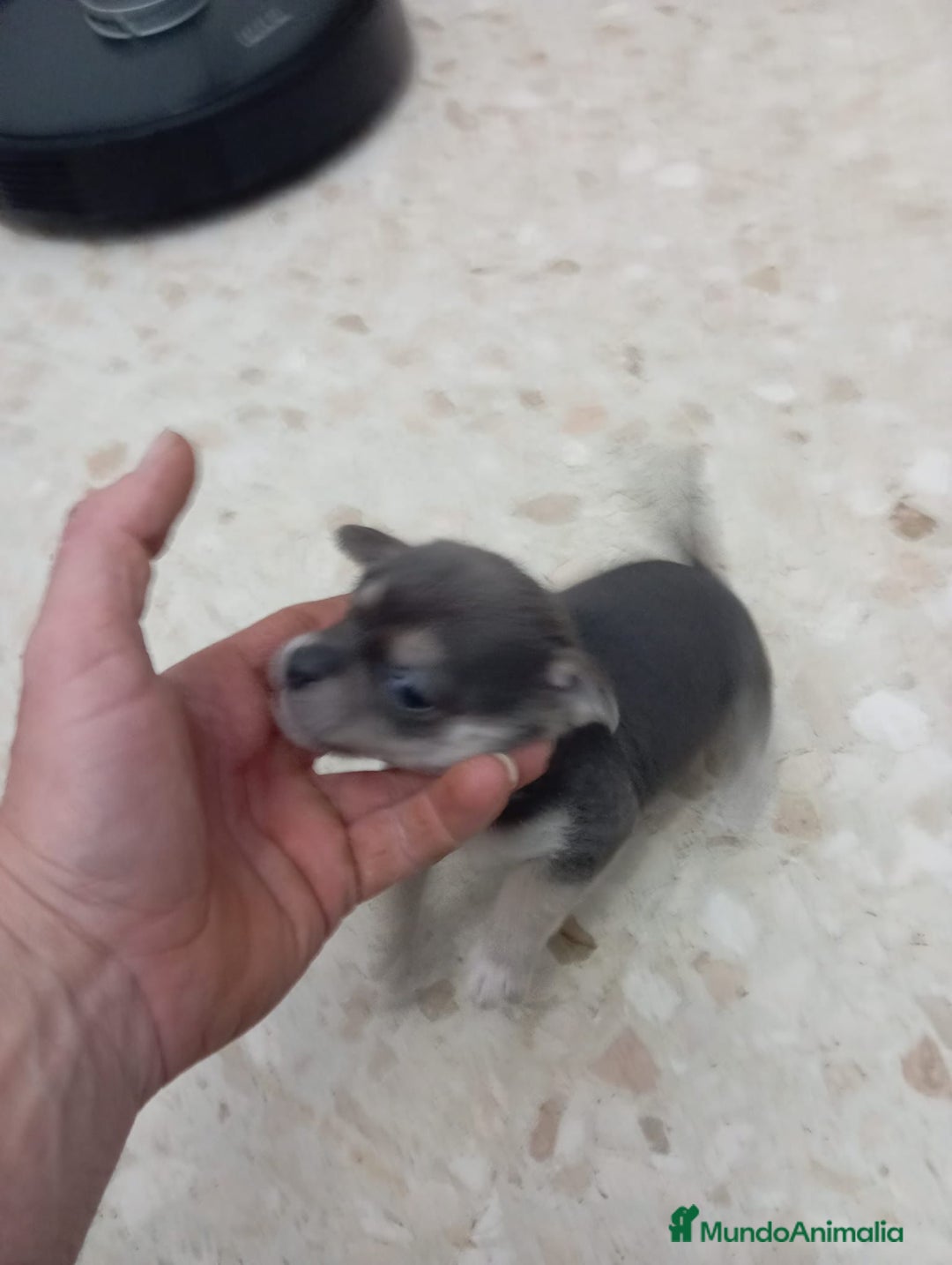 Pinscher Miniatura perros en venta: Pinscher miniatura  - Anuncio 6