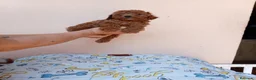 Caniche Toy perros en venta: Caniche toy asiatico - Anuncio 9