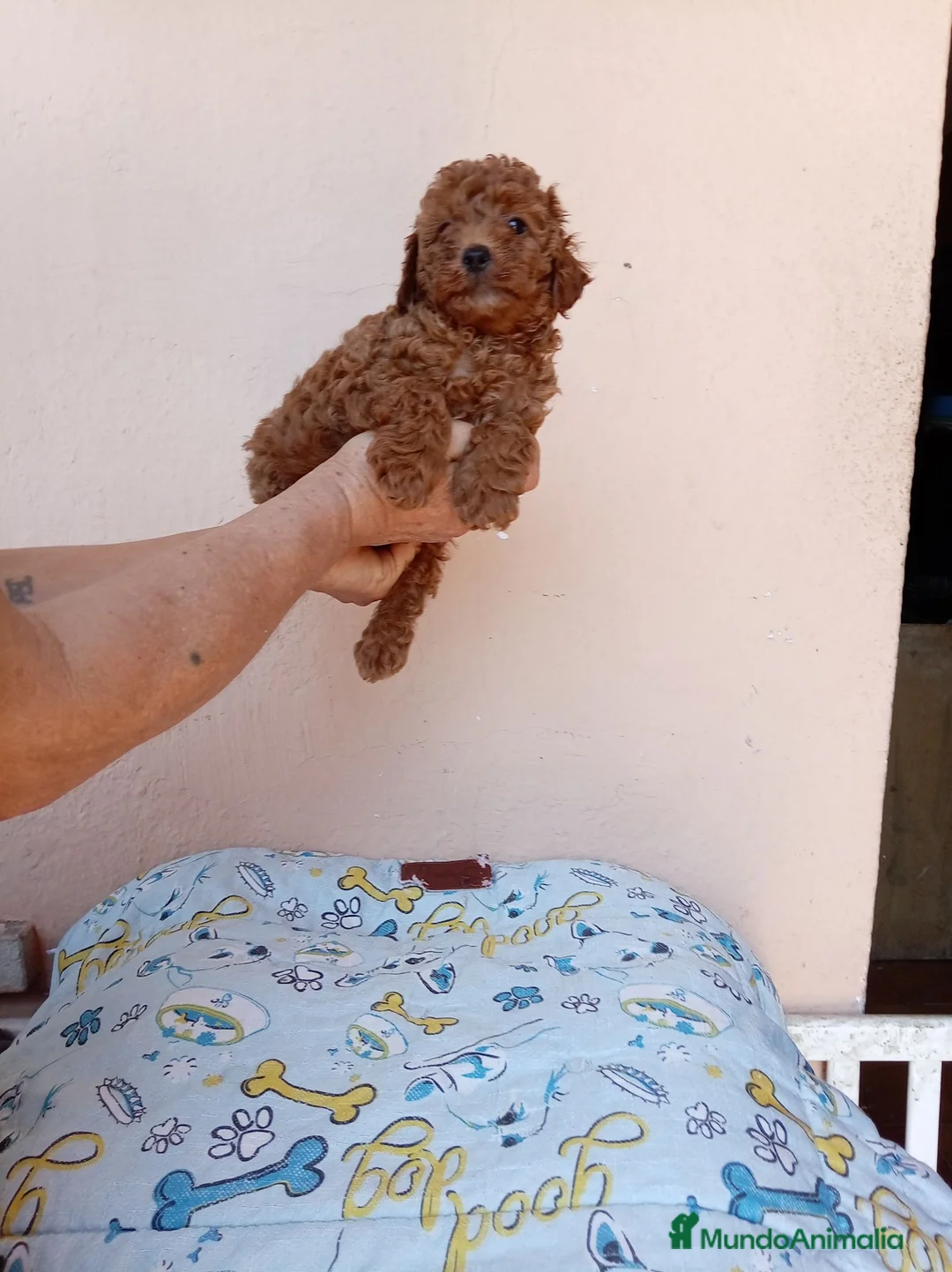 Caniche Toy perros en venta: Caniche toy asiatico - Anuncio 9