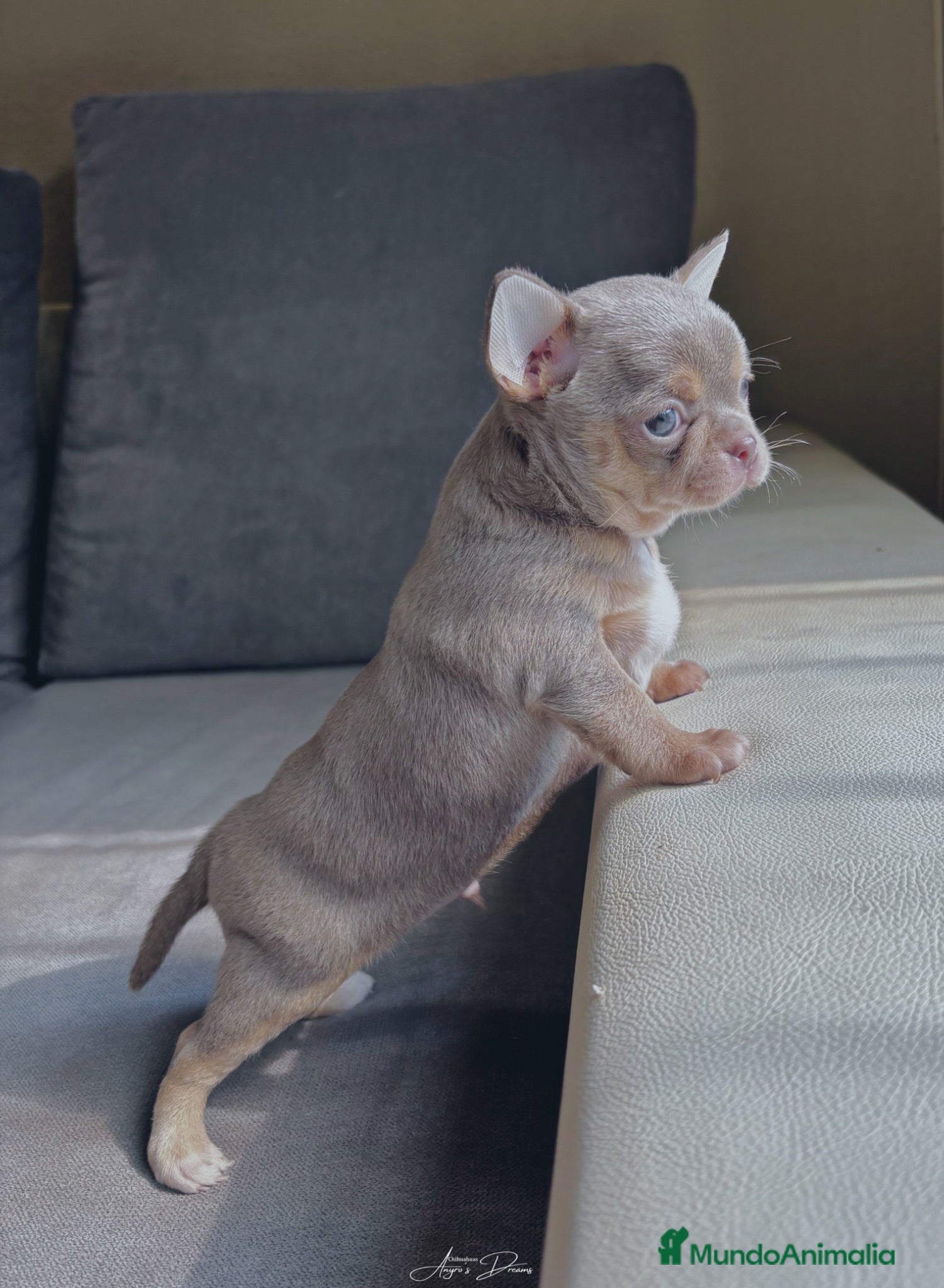 Chihuahua perros Chihuahua lila and tan - Anuncio 23