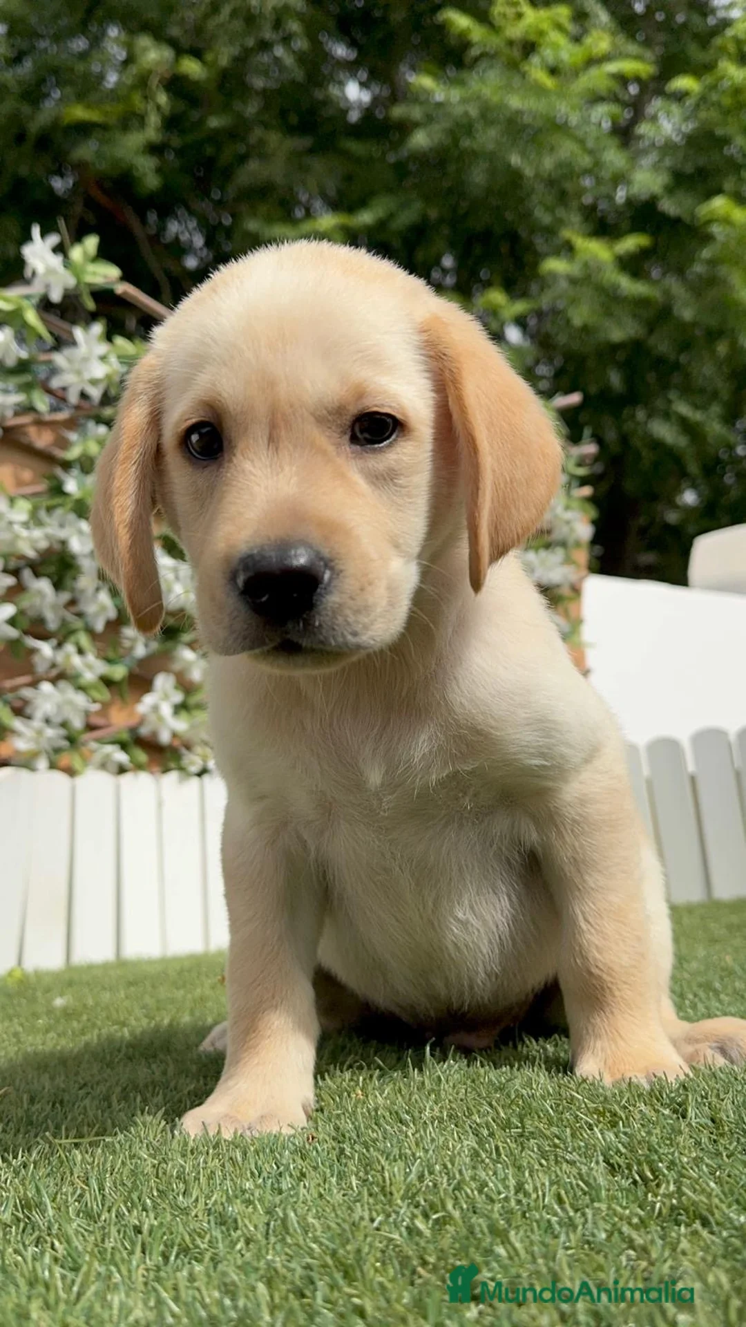 Labrador Retriever perros en venta: LABRADOR  - Anuncio 12