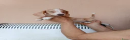 Teckel Miniatura perros en venta: Teckel mini bicolor - Anuncio 11