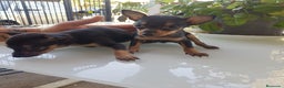 Ratón de Praga perros en venta: Raton de Praga  - Anuncio 5