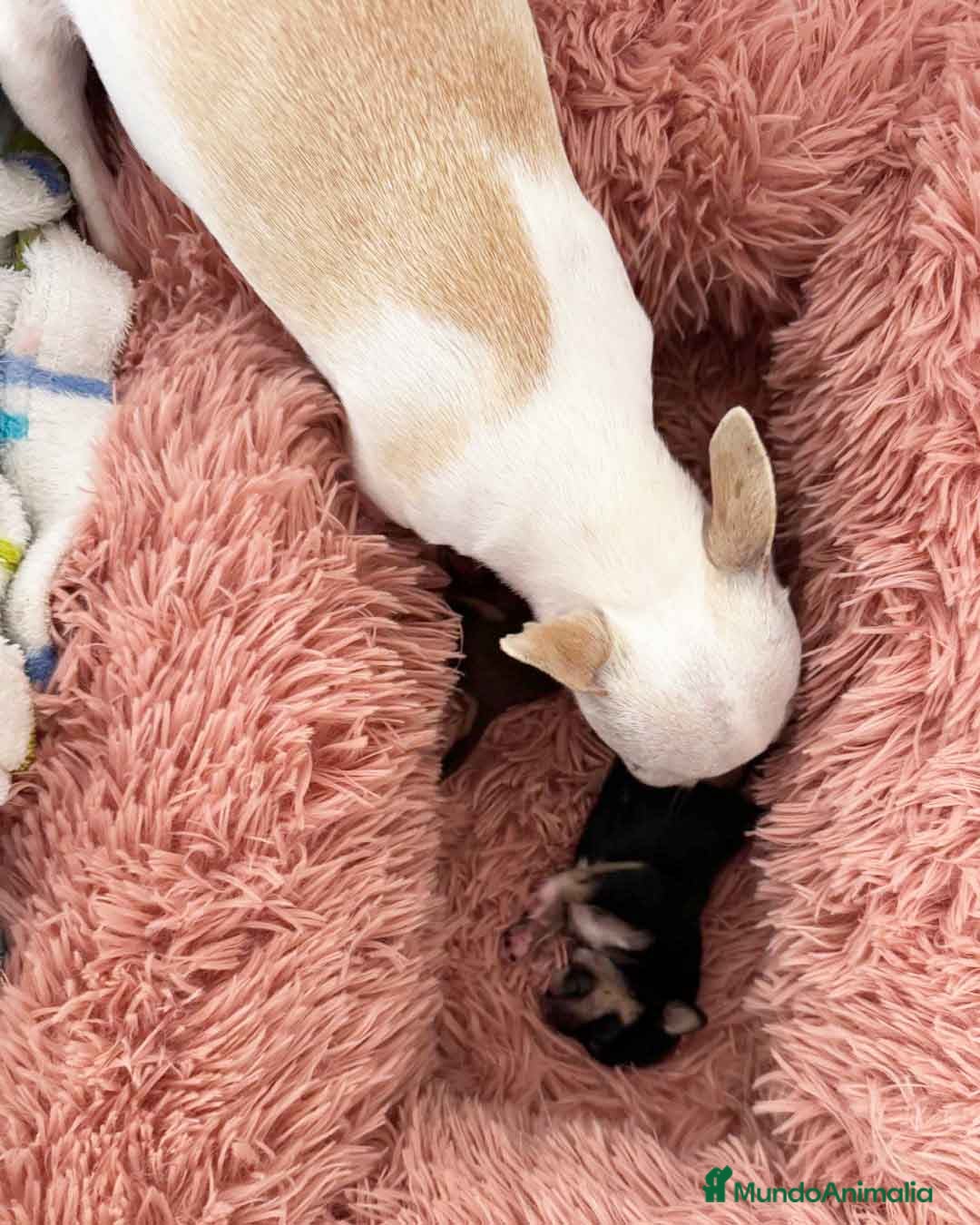 Chihuahua perros Chihuahua Hembra de Clarita y Choc AQUANATURA - Anuncio 2