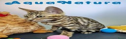 Bengalí gatos en venta: Bengali Hembra 4611 AQUANATURA - Anuncio 7