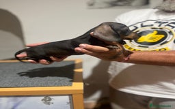 Teckel Miniatura perros en venta: Teckel mini - Imagen 3