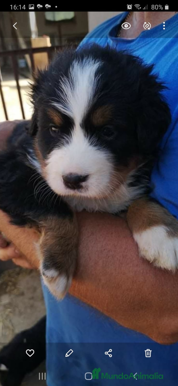 Boyero de Berna perros BOYERO DE BERNA CAMADA DISPONIBLE PARA RESERVA - Anuncio 3