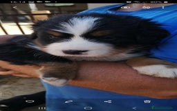 Boyero de Berna perros en venta: BOYERO DE BERNA CAMADA DISPONIBLE PARA RESERVA - Imagen 1