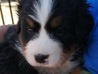 Boyero de Berna perros - Anuncio 2