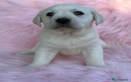 Labrador Retriever perros en venta: Labradora amarillo  - Anuncio 6