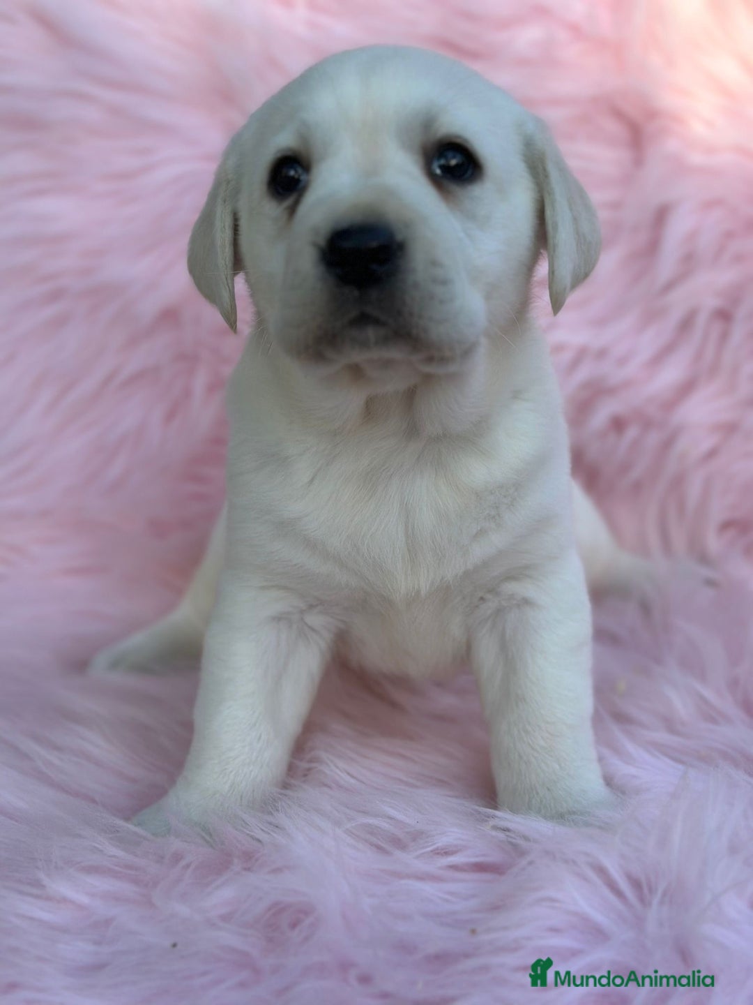 Labrador Retriever perros en venta: Labradora amarillo  - Anuncio 6
