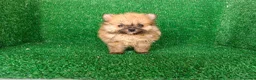 Pomerania perros en venta: Pomerania  - Anuncio 9