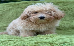 Maltipoo perros en venta: Maltipoo toy  - Imagen 5