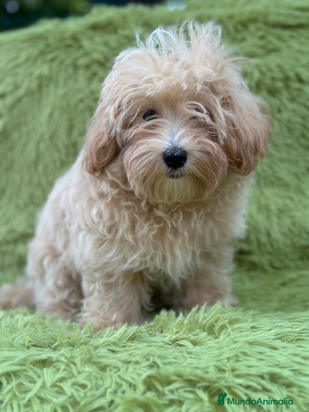 Maltipoo perros en venta: Maltipoo toy  - Imagen 5