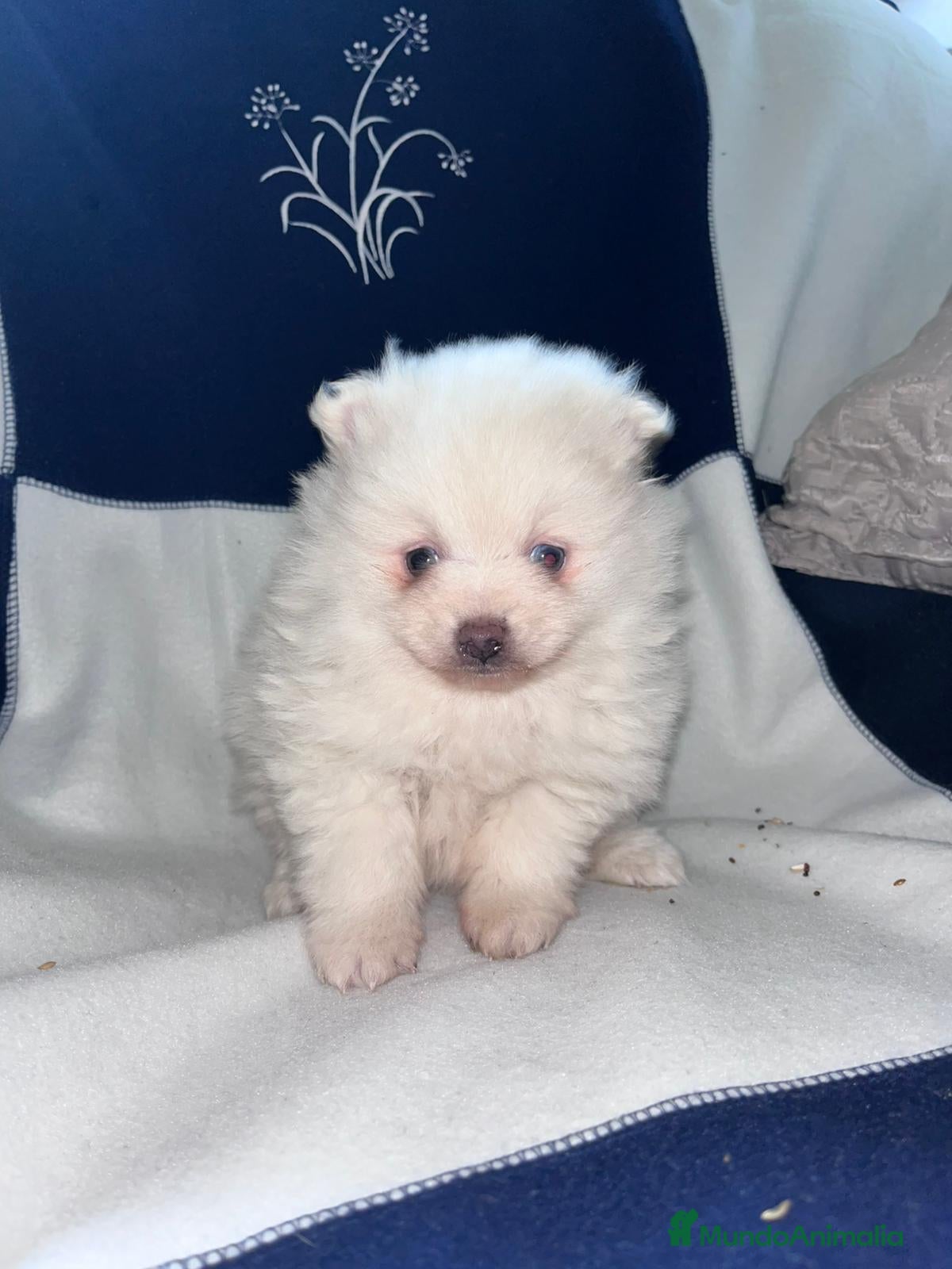 Pomerania perros Último pomerania toy - Anuncio 1