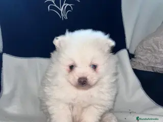 Pomerania perros Último pomerania toy - Anuncio 1