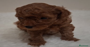 Caniche Toy perros Cachorros caniche toy rojos - Anuncio 1