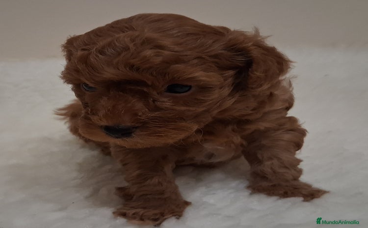Caniche Toy perros Cachorros caniche toy rojos - Anuncio 1