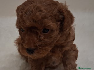 Caniche Toy perros Cachorros caniche toy rojos - Anuncio 1