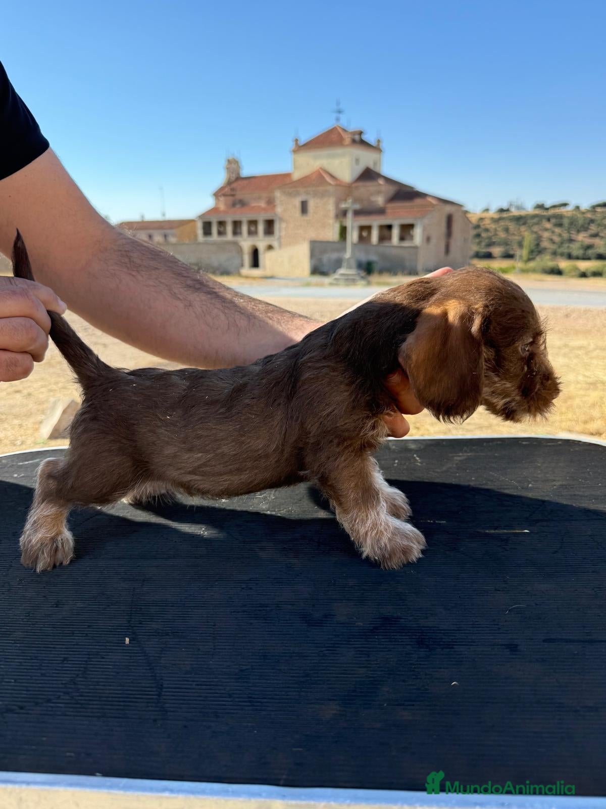 Teckel perros Teckel de pelo duro  - Anuncio 27