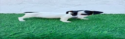 Jack Russell Terrier perros en venta: Jack Russell terrier - Anuncio 11